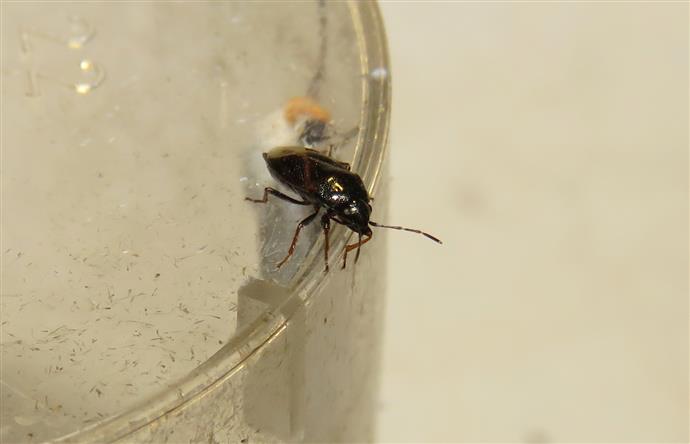 Lygaeidae: Lamprodema maura